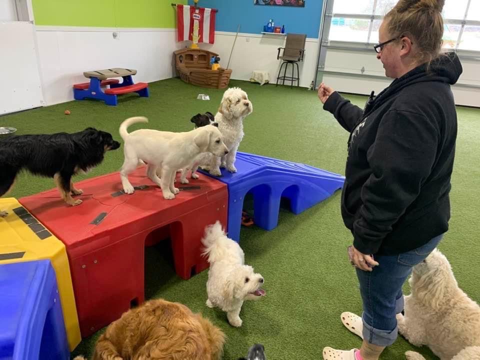 Your Dog's Gym Eau Claire, WI