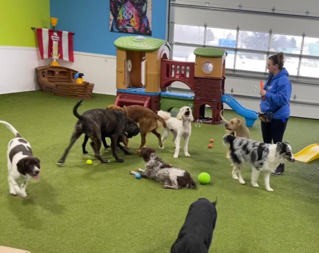 Your Dog's Gym Eau Claire, WI